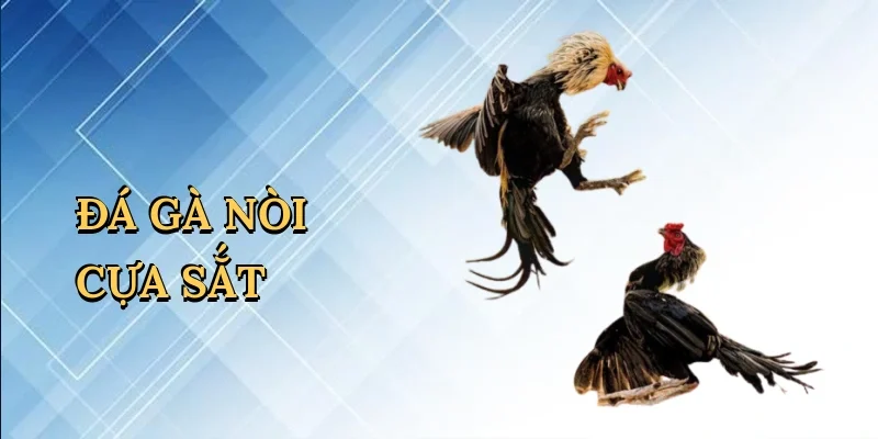 Đá gà nòi cựa sắt
