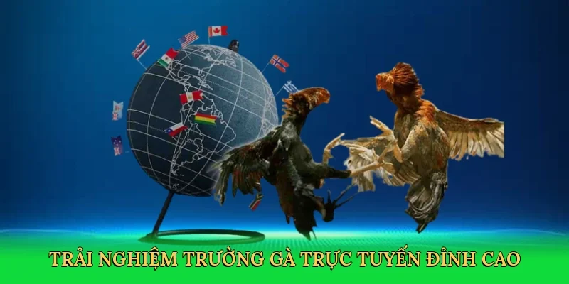 Trải nghiệm trường gà trực tuyến đỉnh cao