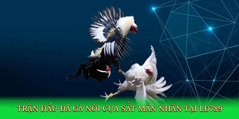 Trận đấu đá gà nòi cựa sắt mãn nhãn tại LD789